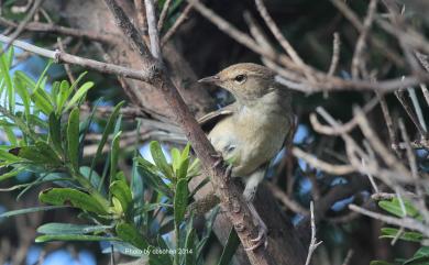 Horornis diphone cantans (Temminck & Schlegel, 1847) 日本樹鶯