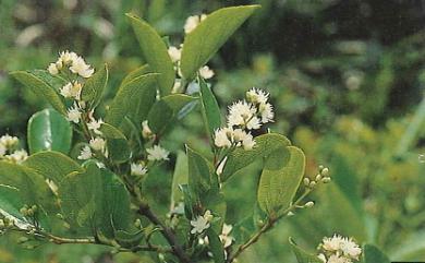 Symplocos chinensis (Lour.) Druce 灰木