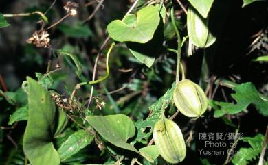 Aristolochia kaempferi 大葉馬兜鈴