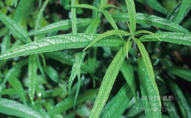 Debregeasia orientalis C.J.Chen 水麻