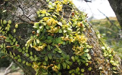 Gastrochilus formosanus (Hayata) Hayata 臺灣松蘭