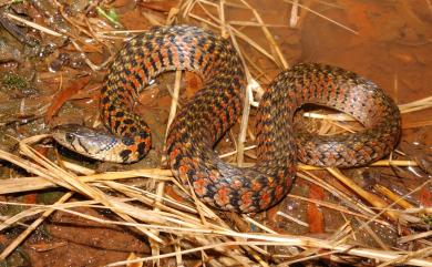 Xenochrophis flavipunctatus (Hallowell, 1861) 草花蛇