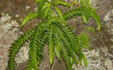 Phegopteris decursivepinnata (H.C.Hall) Fée 短柄卵果蕨