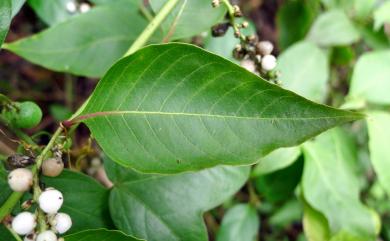 Deeringia polysperma 多子漿果莧