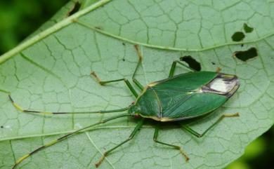 Urolabida sinensis (Walker, 1867) 中國嬌盲異蝽