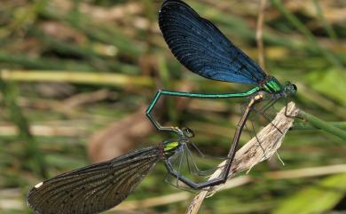 Matrona cyanoptera Hämäläinen & Yeh, 2000 白痣珈蟌