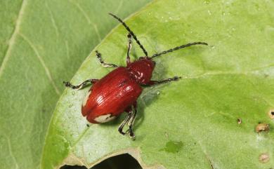 Pseudodera xanthospila Baly, 1861 黃斑雙條背葉蚤