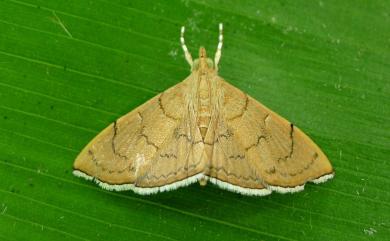 Hyalobathra illectalis (Walker, 1859)