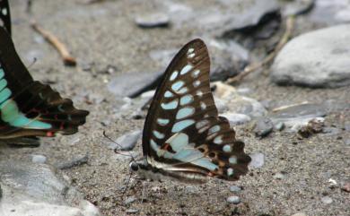 Graphium doson postianus 木蘭青鳳蝶