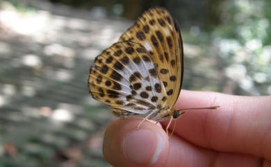 Timelaea albescens formosana Fruhstorfer, 1908 白裳貓蛺蝶