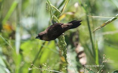 Lonchura striata swinhoei (Cabanis, 1882) 白腰文鳥