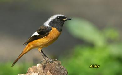 Phoenicurus auroreus auroreus (Pallas, 1776) 黃尾鴝