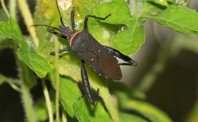 Leptoglossus gonagra (Fabricius, 1775) 葉足緣椿象