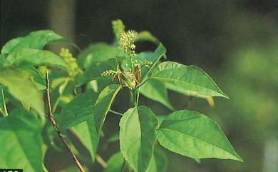 Croton cascarilloides 裏白巴豆