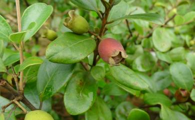 Rhodomyrtus tomentosa (Aiton) Hassk. 桃金孃