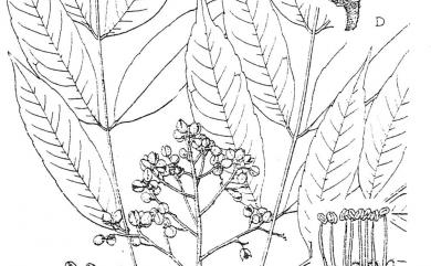 Eurycorymbus cavaleriei (H. Lév.) Rehder & Hand.-Mazz. 賽欒華