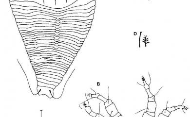 Calepitrimerus reticulatus Huang, 2001 網室上三脊節蜱