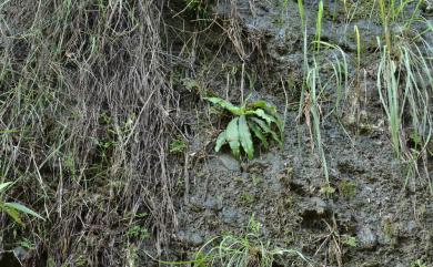 Murdannia edulis (Stokes) Faden 葶花水竹葉