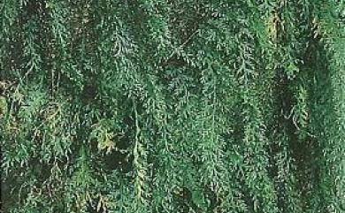 Hymenophyllum badium Hook. & Grev. 蕗蕨