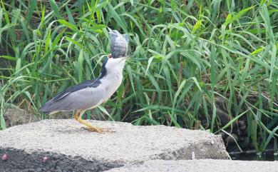 Nycticorax nycticorax nycticorax (Linnaeus, 1758) 夜鷺