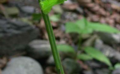 Pneumatopteris truncata 稀毛蕨