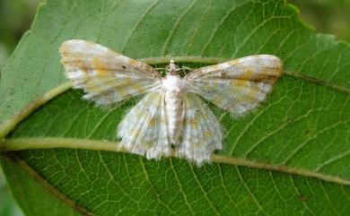 Acolutha pictaria imbecilla Warren, 1905 前褐帶黃波尺蛾