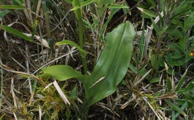 Platanthera sachalinensis F.Schmidt 高山粉蝶蘭