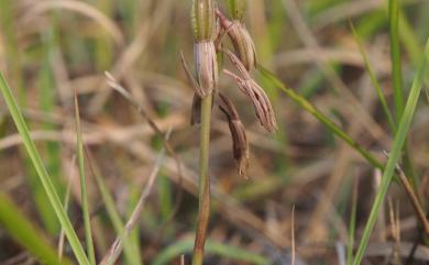 Eulophia dentata Ames 紫芋蘭