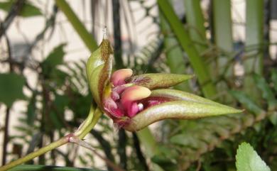 Bulbophyllum pingtungense S.S.Ying & S.C.Chen 大花豆蘭