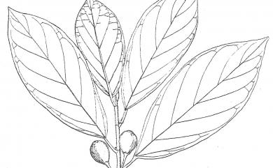 Ficus fistulosa fo. benguetensis (Merr.) T.S.Liu & J.C.Liao 黃果豬母乳