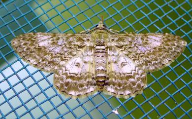 Cleora contiguata contiguata (Moore, 1868)