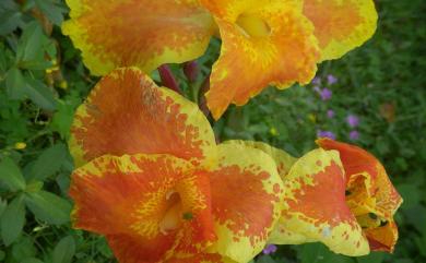 Canna flaccida Salisb. 黃花美人蕉