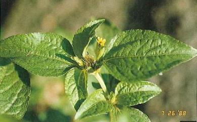 Synedrella nodiflora (L.) Gaertn. 金腰箭