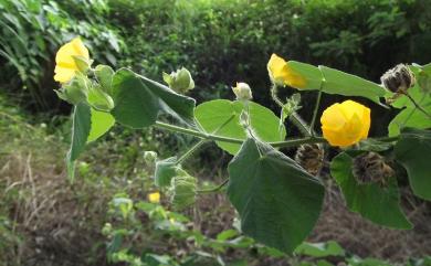 Abutilon grandifolium (Willd.) Sweet 大葉莔麻