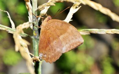 Discophora sondaica tulliana Stichel, 1905 方環蝶