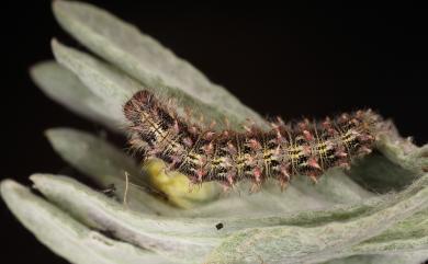 Vanessa cardui (Linnaeus, 1758) 小紅蛺蝶