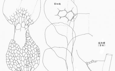 Lejeunea japonica Mitt. 日本細鱗蘚