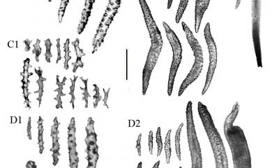 Dendronephthya koellikeri Kükenthal, 1905 柯氏棘穗軟珊瑚