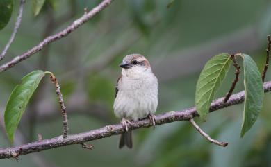 Passer cinnamomeus (Gould, 1836) 山麻雀