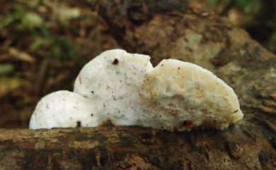 Postia undosa (Peck) Jülich 1982 波狀寡孔菌