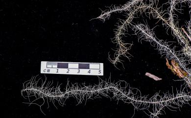 Usnea montis-fuji Motyka 粗皮松蘿