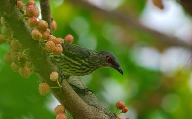 Aplonis panayensis (Scopoli, 1786) 亞洲輝椋鳥