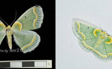 Iotaphora admirabilis (Oberthür, 1883) 青輻射尺蛾