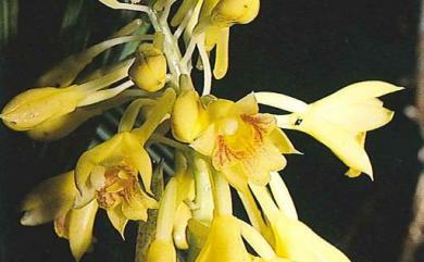 Styloglossum densiflorum (Lindl.) T. Yukawa & P.J. Cribb 竹葉根節蘭