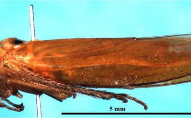 Atkinsoniella rinkihonis (Matsumura, 1912) 林克條大葉蟬