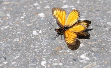 Acraea issoria formosana (Fruhstorfer, 1912) 苧麻珍蝶