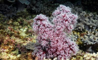Dendronephthya purpurea Henderson, 1909 紫紅棘穗軟珊瑚