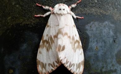 Lymantria mathura subpallida Okano, 1960 波斑毒蛾