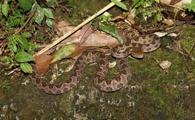 Protobothrops mucrosquamatus (Cantor, 1839) 龜殼花