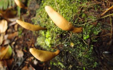 Xylaria tabacina 煙黄炭角菌